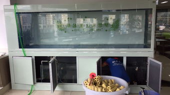 圖 專業師傅清洗魚缸 從事二十年的水族公司 深圳寵物服務